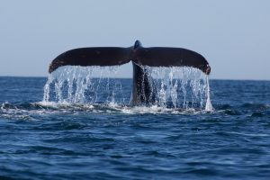 Walvissen in Nieuw-Zeeland
