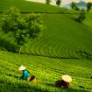 landscape photo for Vietnamese working in tea plantation at long